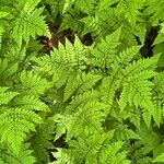 Dryopteris intermedia Hoja