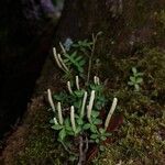 Peperomia tetraphylla Цветок