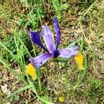 Iris spuria Λουλούδι