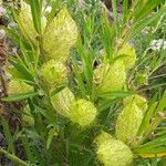 Gomphocarpus fruticosus Fruit