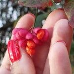 Euonymus europaeusFruit