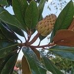 Magnolia grandiflora Blatt