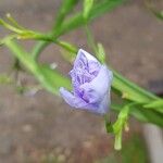 Iris confusa Flower