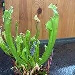 Sarracenia rubra Virág