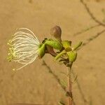 Maerua crassifolia 花