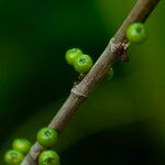 Ficus hispida Fruto