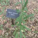Rheum officinale Feuille