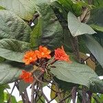 Cordia sebestenaFloare