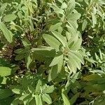 Salvia fruticosaBlad