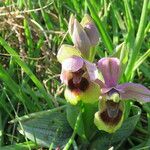 Ophrys tenthredinifera फूल