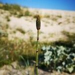 Equisetum ramosissimumLeaf