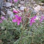 Epilobium dodonaeiBlüte