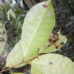 Pouteria cladantha Hoja