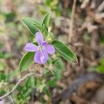 Barleria volkensii Leaf