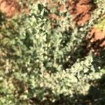 Atriplex glauca पत्ता