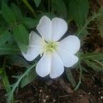 Eulobus californicus Flower