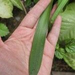 Hippeastrum puniceum Blad