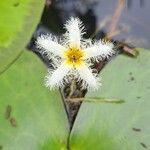 Nymphoides indica Кветка