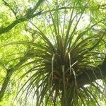 Tillandsia utriculata برگ