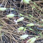 Silene douglasii Habitus