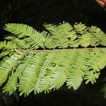 Vachellia collinsii Leaf