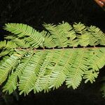 Vachellia collinsii Yaprak