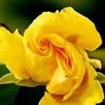 Rosa xanthina Цветок