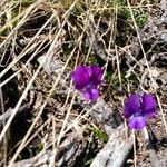 Viola montcaunica Flower