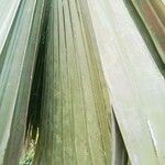 Pritchardia martii Hoja