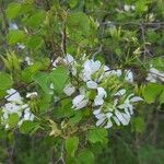 Bauhinia lunarioides Цвят