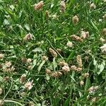 Plantago lanceolata Агульны выгляд