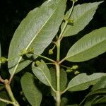 Hedyosmum costaricense Blüte