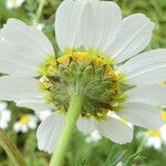 Anacyclus clavatus Flower