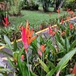 Heliconia densiflora Fleur