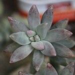 Dudleya greeneiCortiza