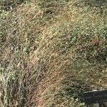 Rumex scutatus Hoja