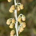 Artemisia armeniaca Ovoce