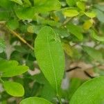 Murraya paniculata Leaf