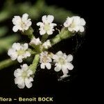Torilis leptophylla Květ