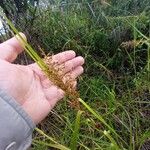 Scleria gaertneri Blüte