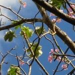 Tabebuia rosea Leht