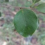 Scolopia heterophylla 葉