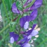 Vicia onobrychioides Flower