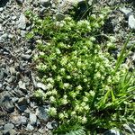 Galium megalospermum Habit