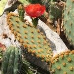 Opuntia aciculata Cvet