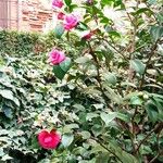 Camellia sasanqua Květ