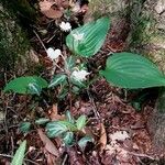 Chimaphila maculataBlatt