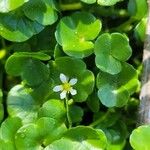 Ranunculus hederaceus Çiçek