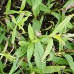 Guizotia abyssinica Blatt