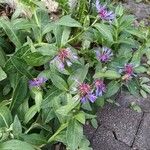 Centaurea montana Flor